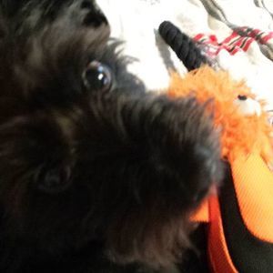 Meet your Posher, Shari